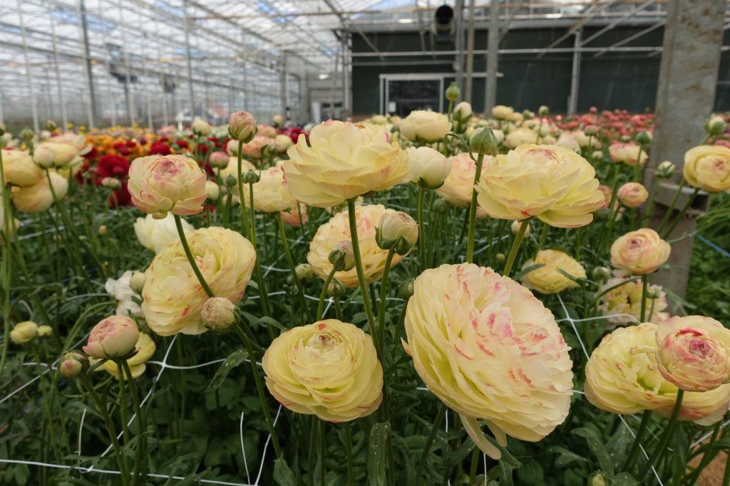 Ranunculus Romance Hydra - Image 12