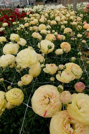 Ranunculus Romance Hydra - Image 13