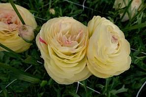 Ranunculus Romance Hydra - Image 14
