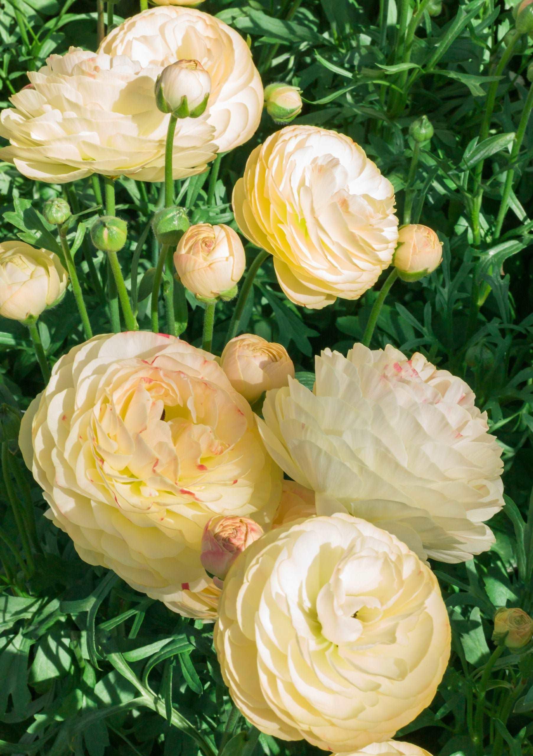 Ranunculus Romance Hydra - Image 15