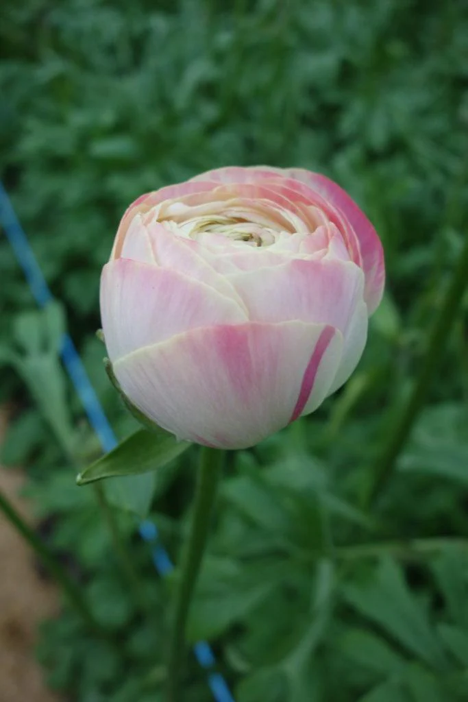 Ranunculus Romance Hydra - Image 3