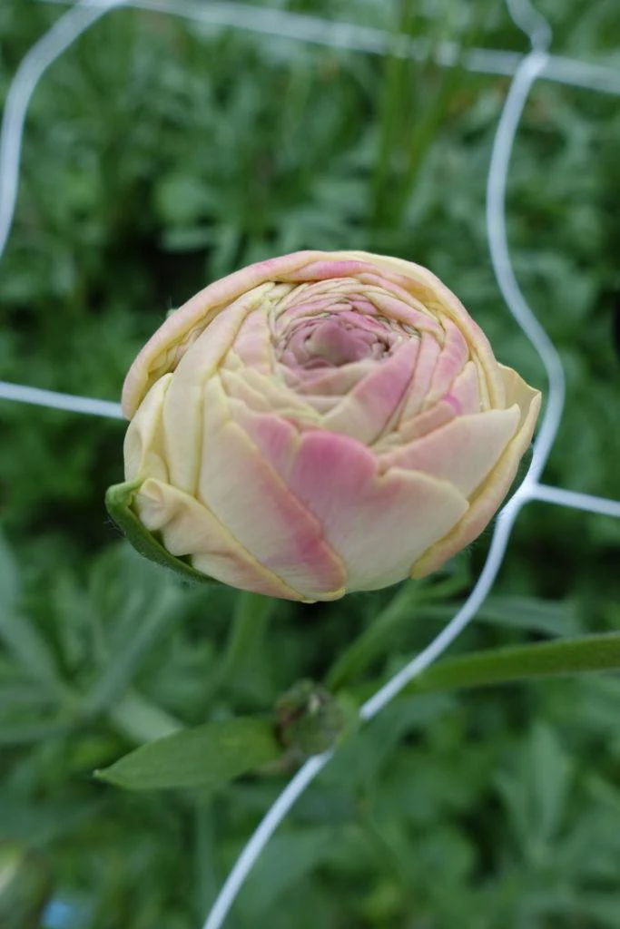Ranunculus Romance Hydra - Image 4