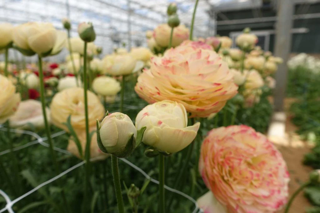 Ranunculus Romance Hydra - Image 5