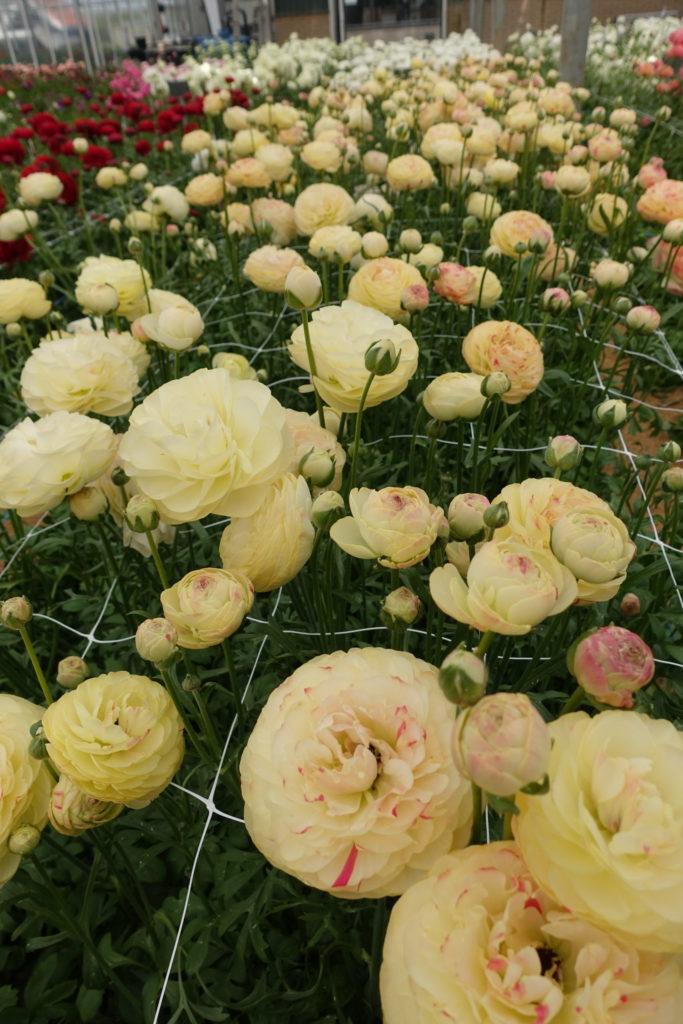 Ranunculus Romance Hydra - Image 6