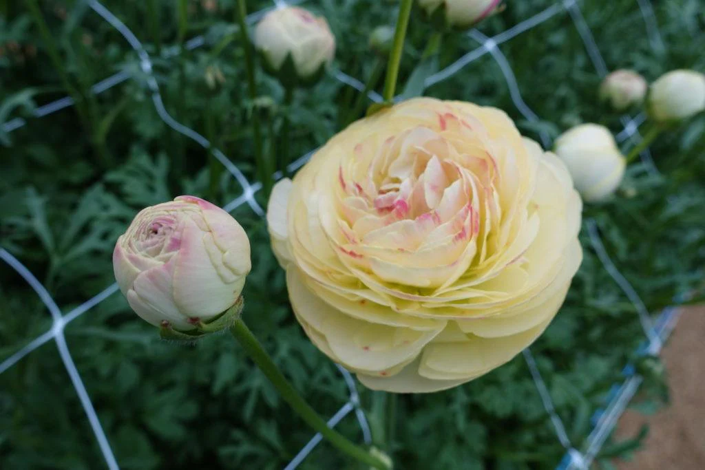 Ranunculus Romance Hydra - Image 7