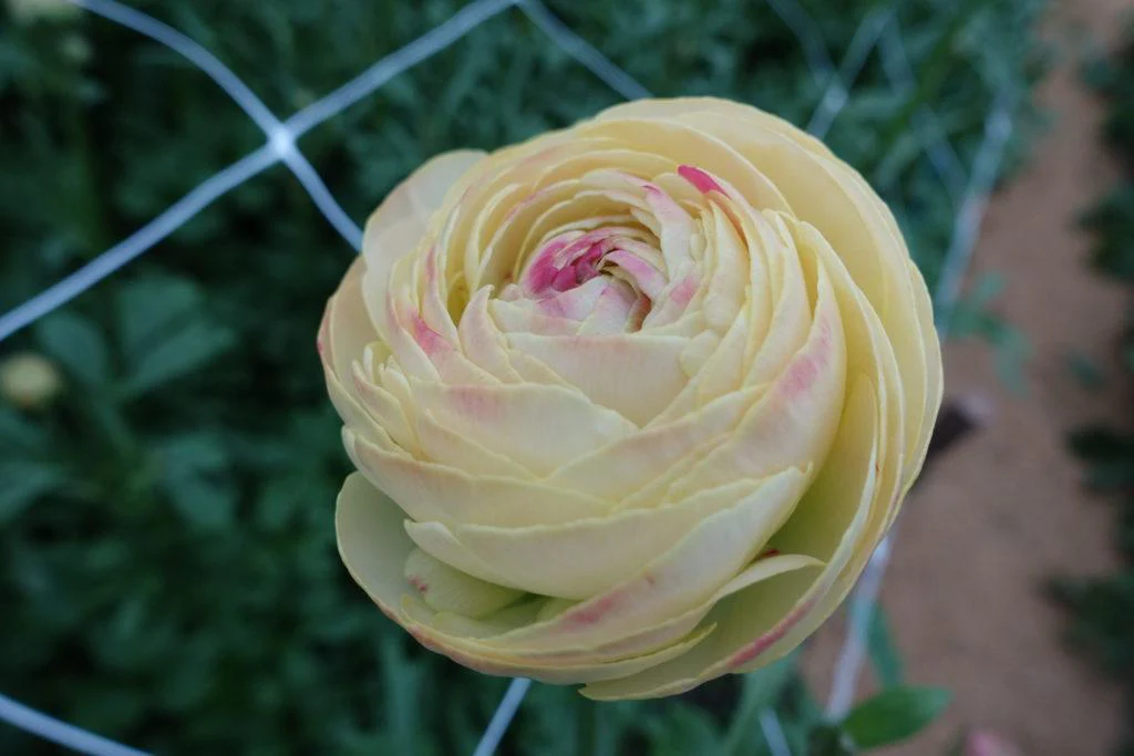 Ranunculus Romance Hydra - Image 8