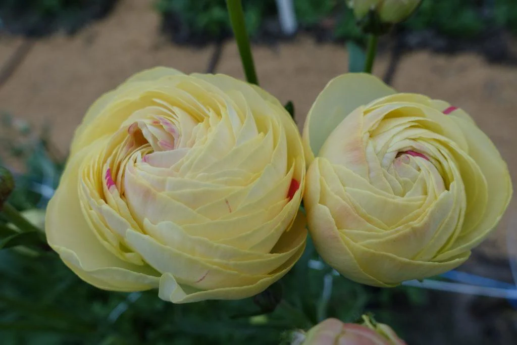 Ranunculus Romance Hydra - Image 9