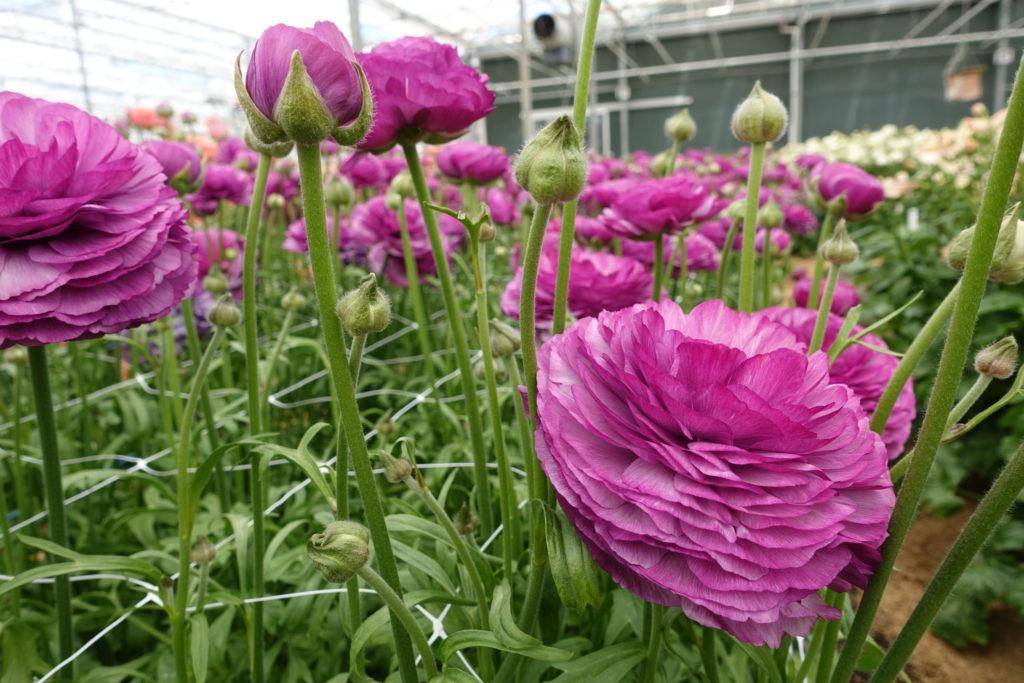 Ranunculus Romance Loubeyres - Image 3