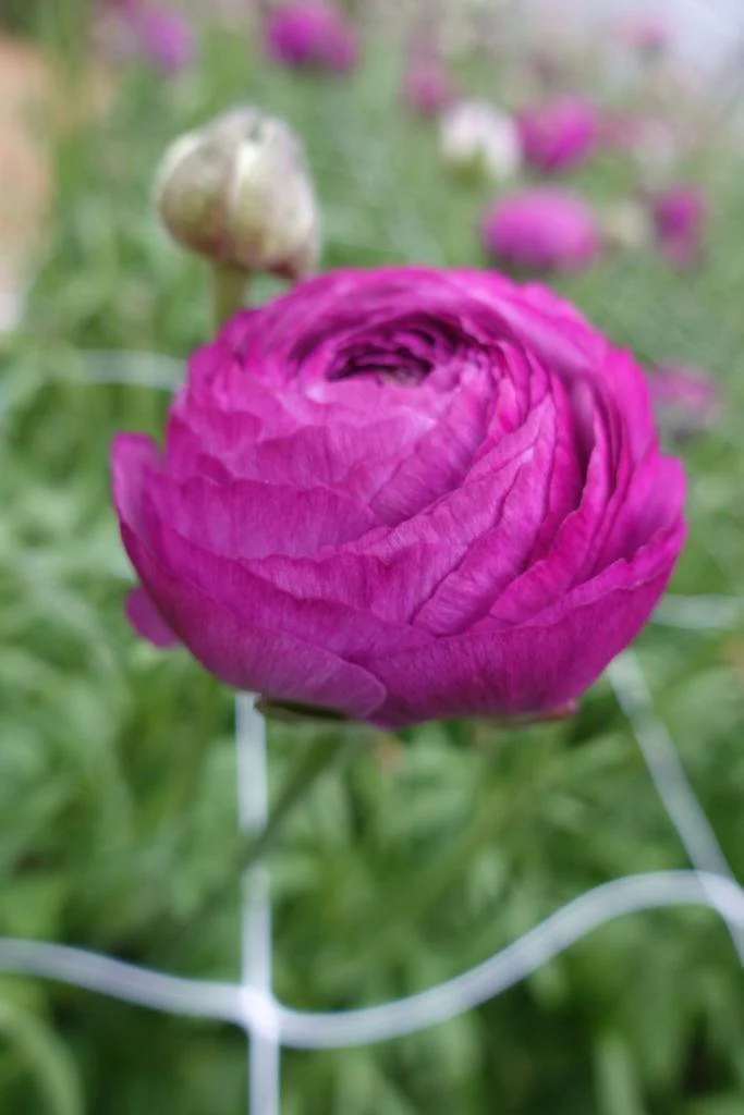 Ranunculus Romance Loubeyres - Image 4