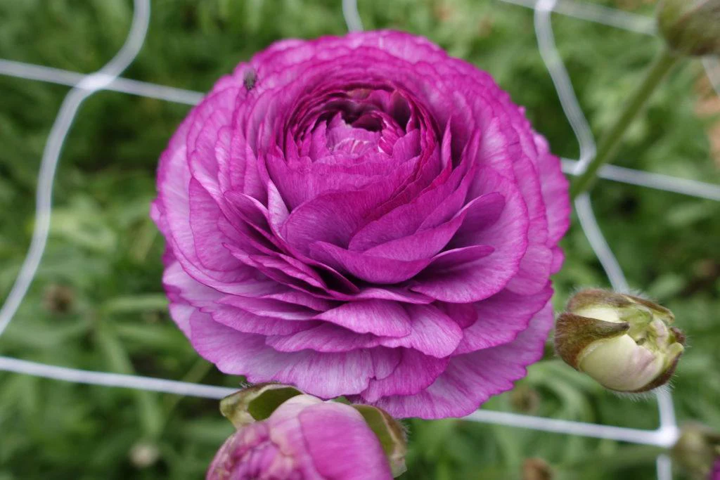 Ranunculus Romance Loubeyres - Image 5