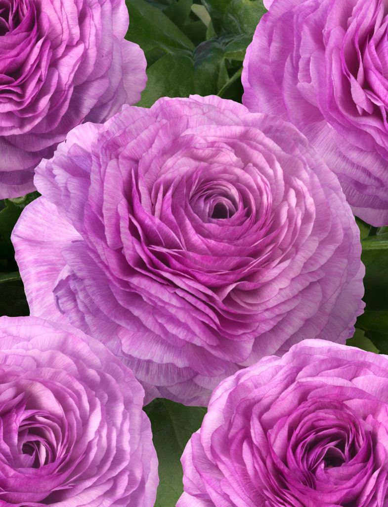 Ranunculus Romance Loubeyres - Image 6