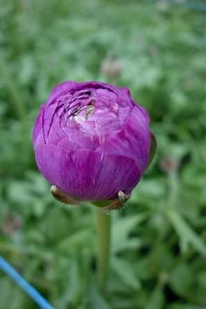 Ranunculus Romance Loubeyres - Image 7