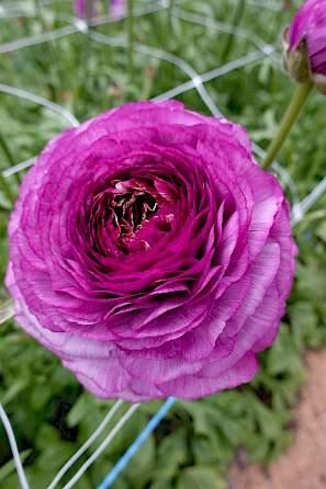 Ranunculus Romance Loubeyres - Image 8