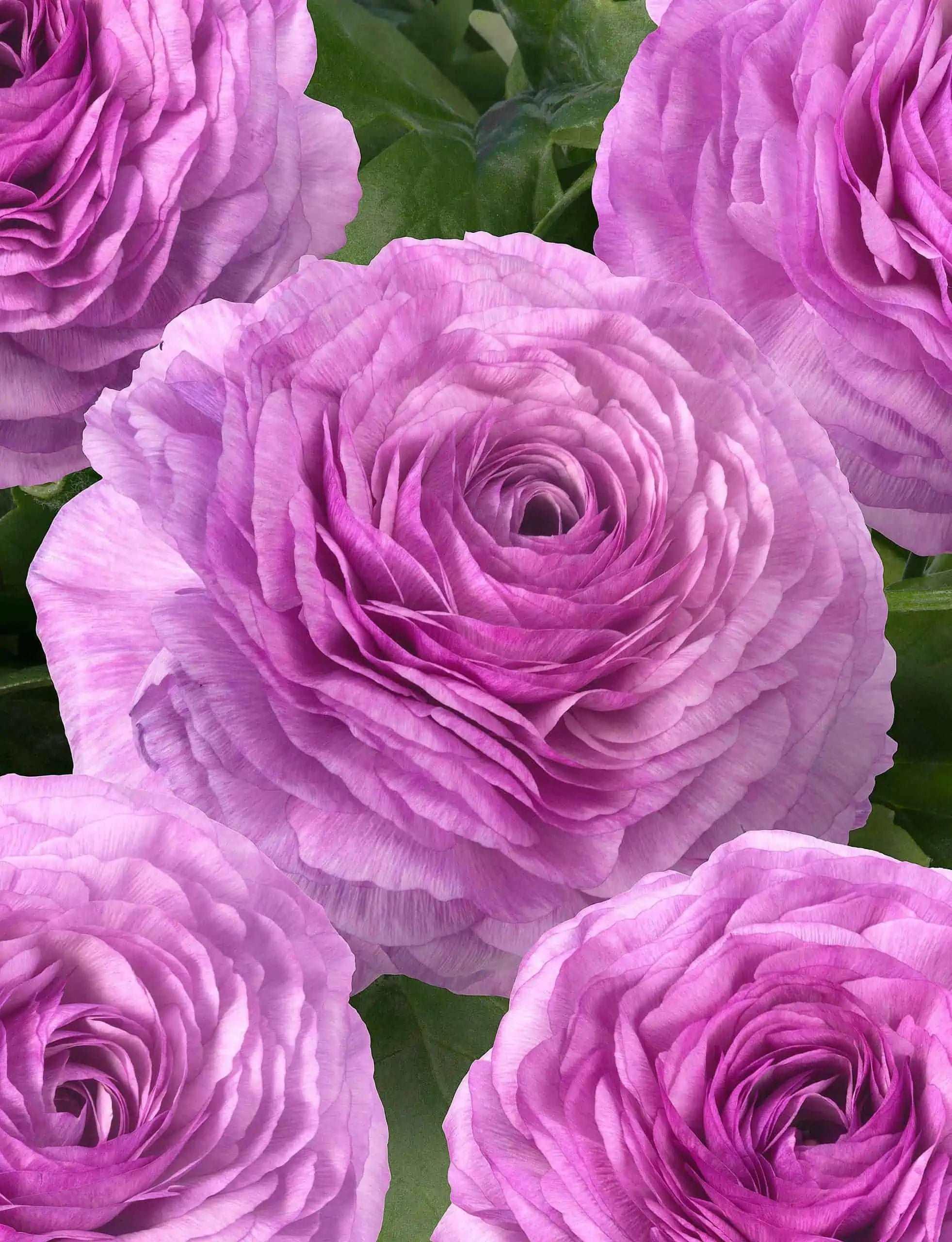 Ranunculus Romance Loubeyres - Image 9