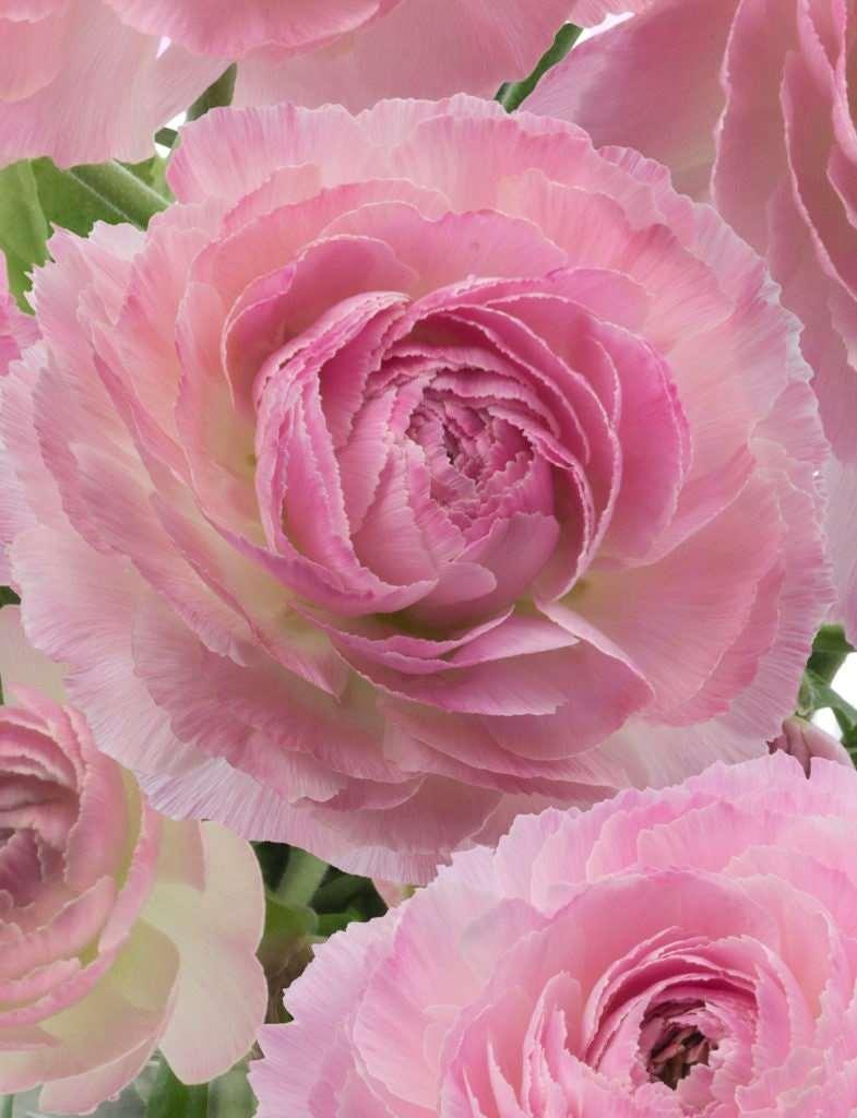 Ranunculus Romance "Maillane" - Image 3