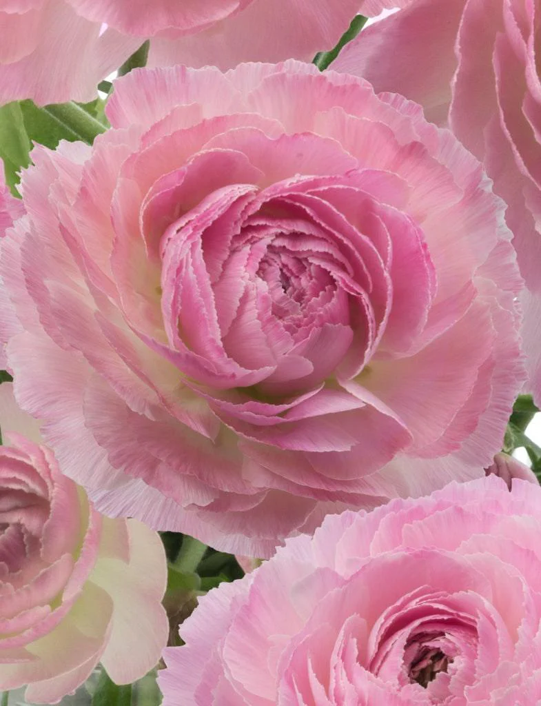 Ranunculus Romance "Maillane" - Image 4