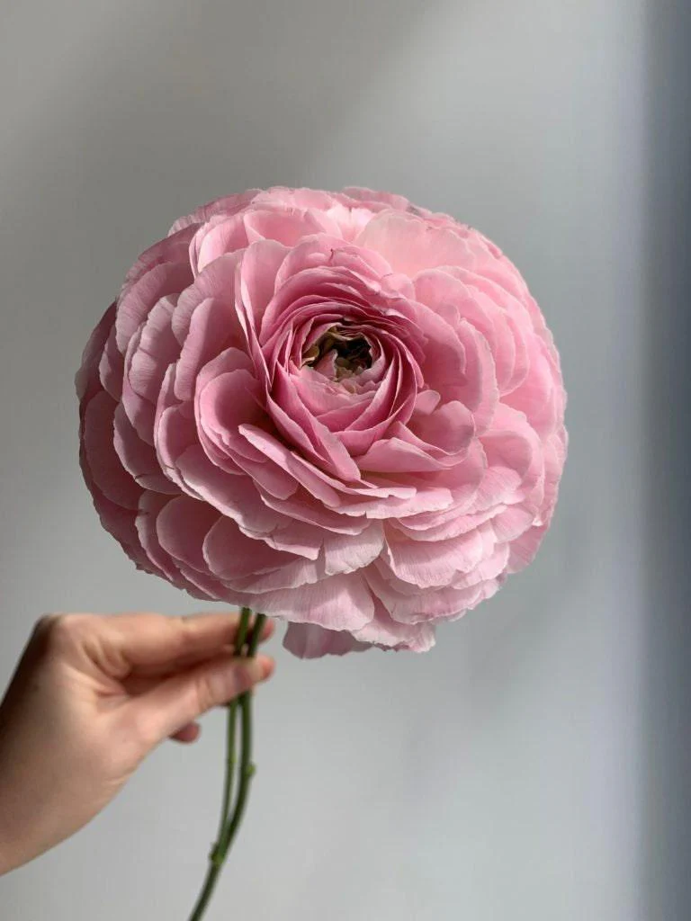 Ranunculus Romance "Maillane" - Image 5