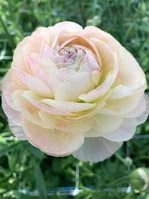 Ranunculus Romance "Maritime" - Image 3