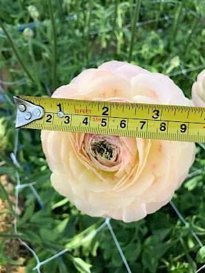 Ranunculus Romance "Maritime" - Image 4