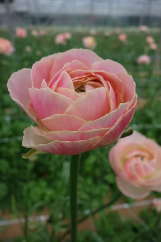Ranunculus Romance "Maritime" - Image 5