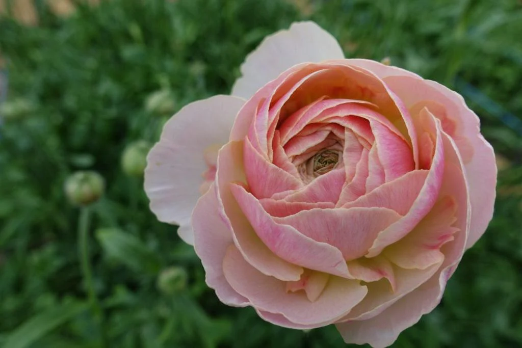 Ranunculus Romance "Maritime" - Image 6