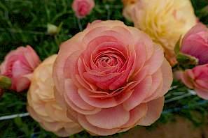Ranunculus Romance Nimes - Image 3