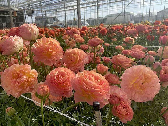 Ranunculus Romance Nimes - Image 4