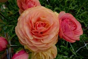 Ranunculus Romance Nimes - Image 5