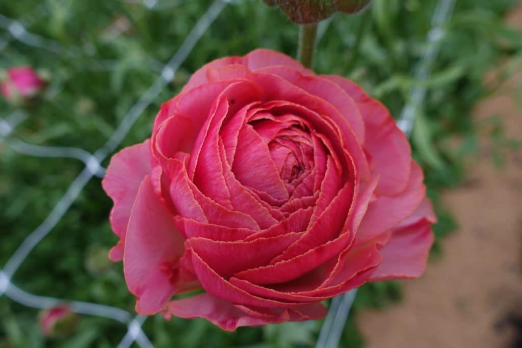 Ranunculus Romance "Nohant" - Image 3