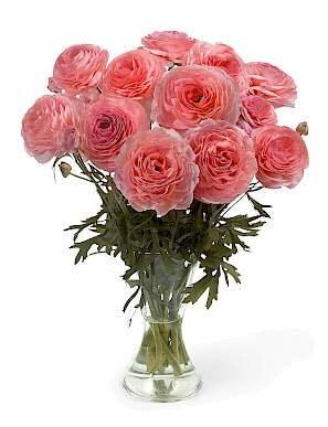 Ranunculus Romance "Nohant" - Image 4