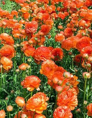 Ranunculus Romance "Paradou" - Image 3
