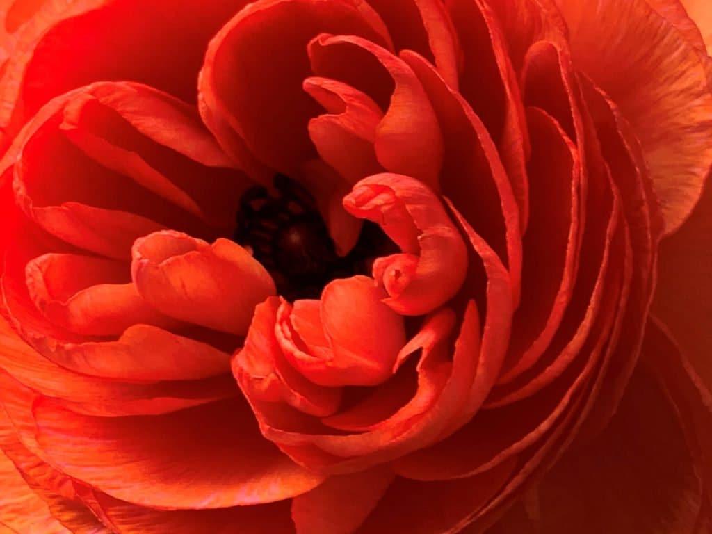 Ranunculus Romance "Paradou" - Image 4