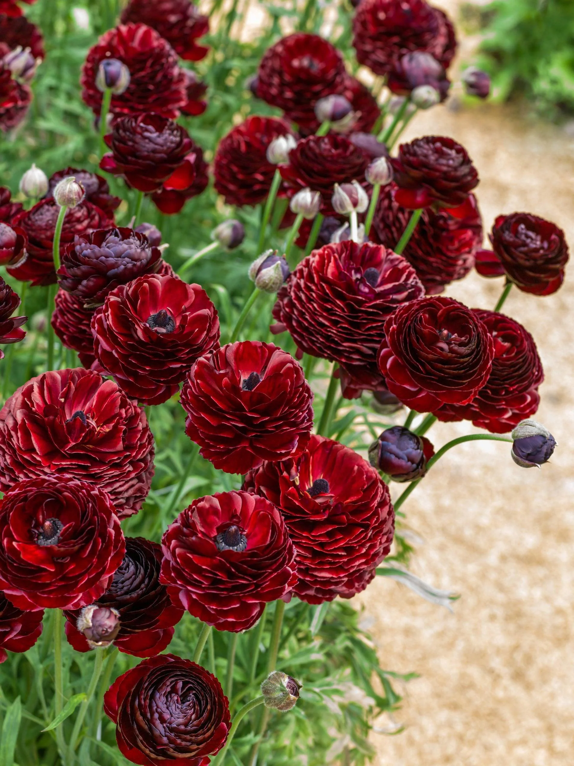 Ranunculus Romance "Perigord" - Image 3