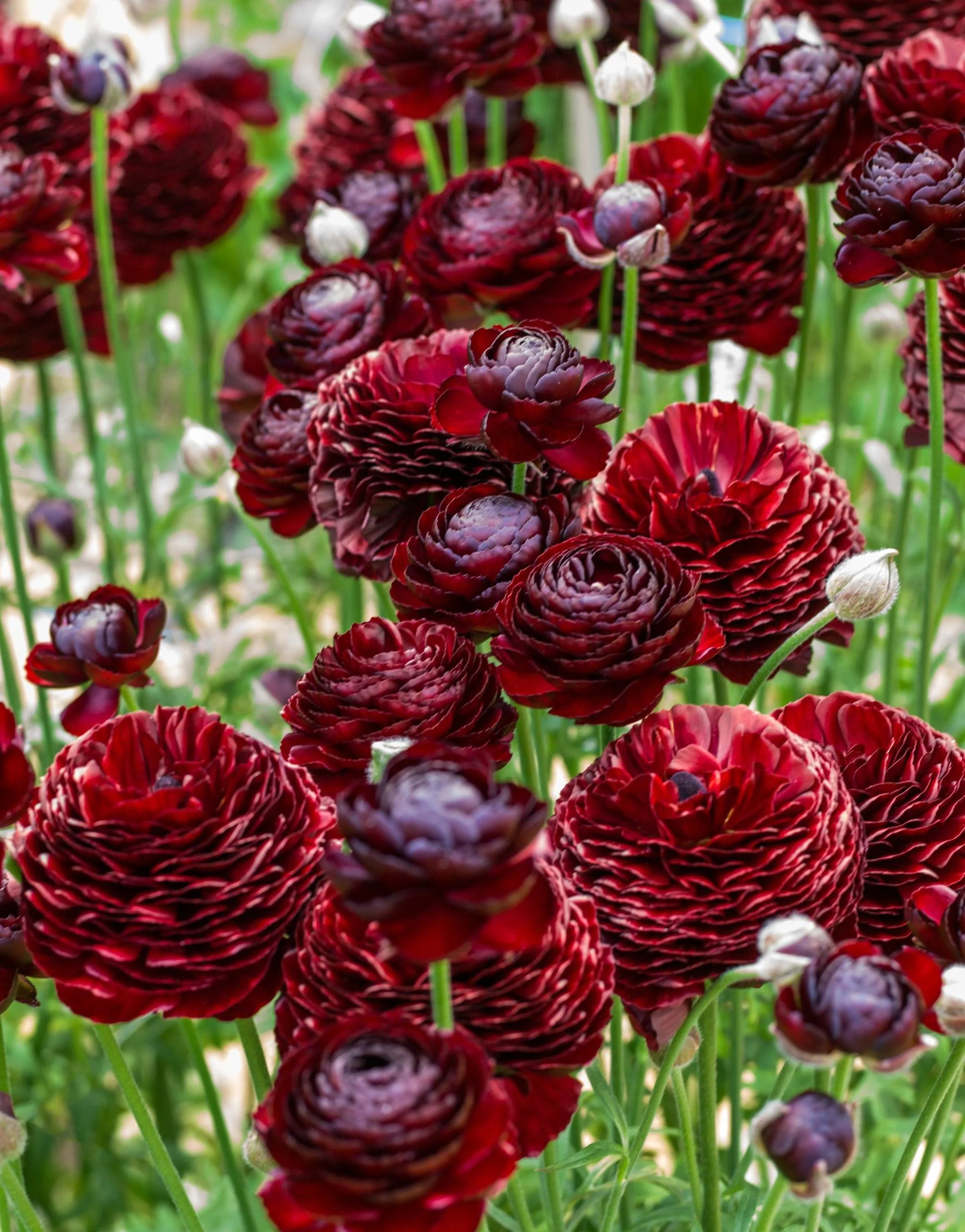 Ranunculus Romance "Perigord" - Image 6