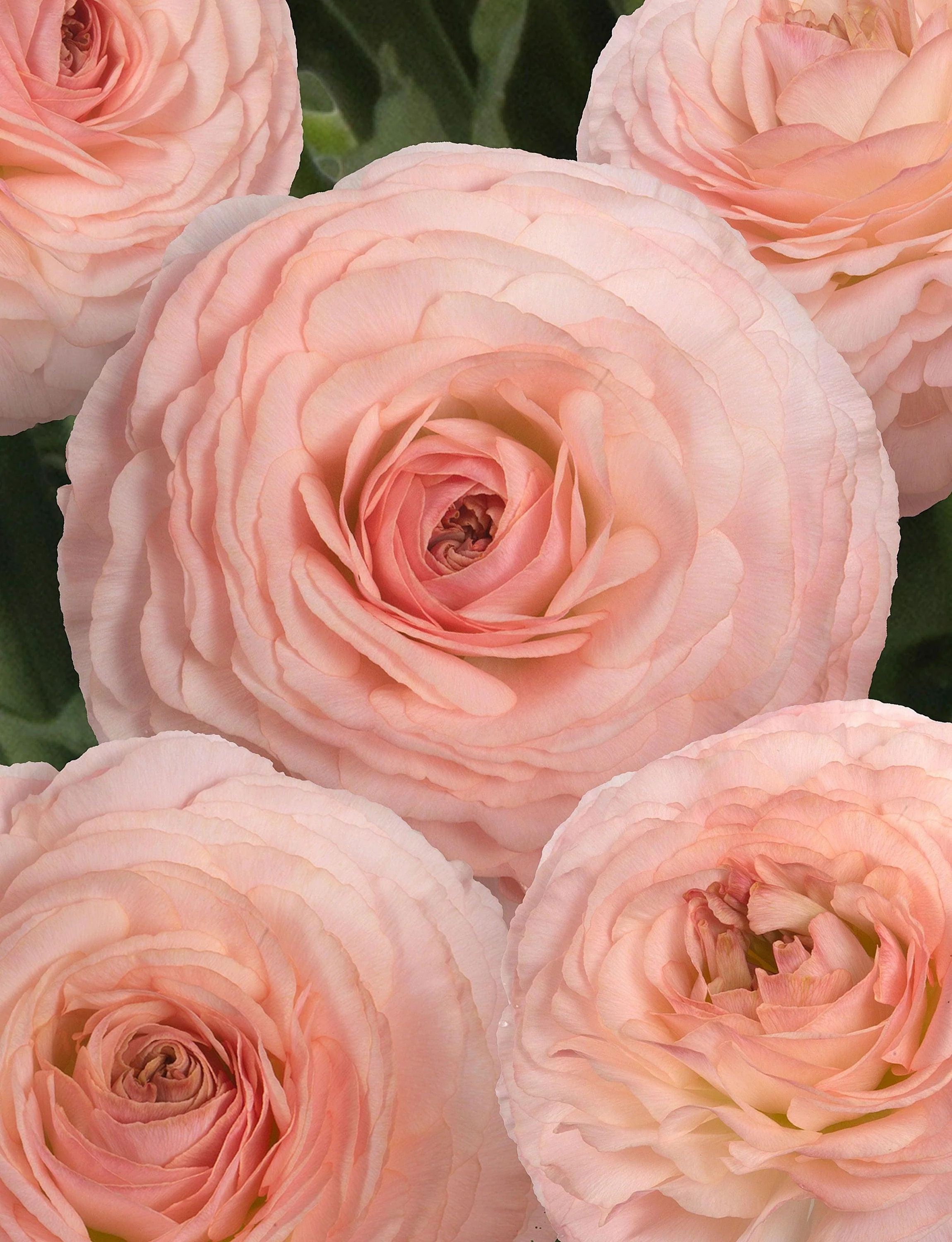 Ranunculus Romance "Plage" - Image 4