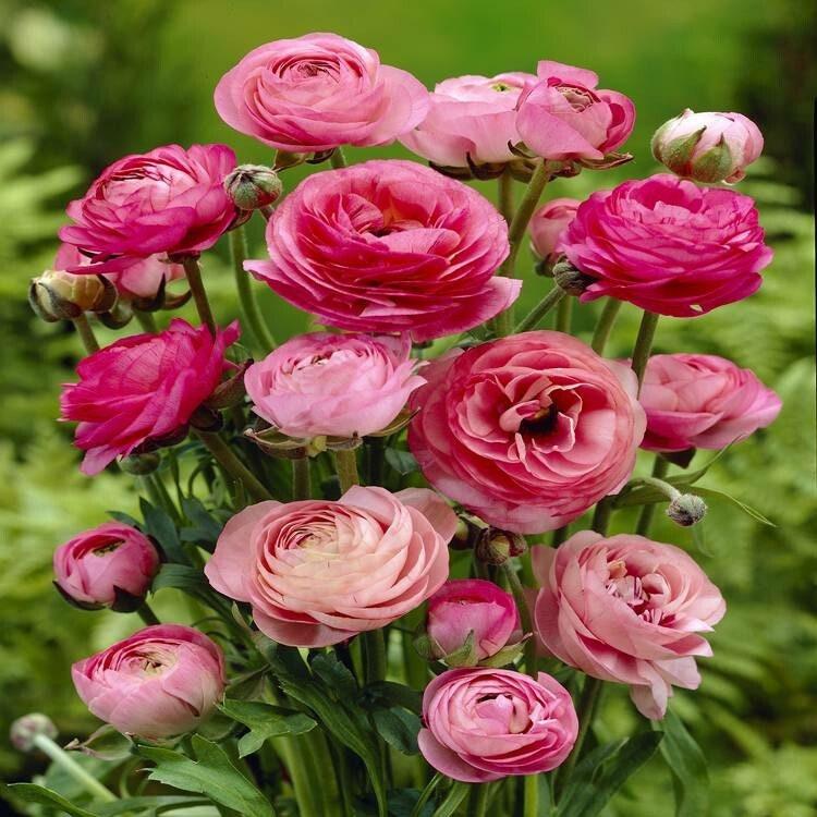 Ranunculus Tomer Pink - Image 4