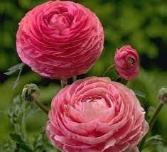 Ranunculus Tomer Pink - Image 5