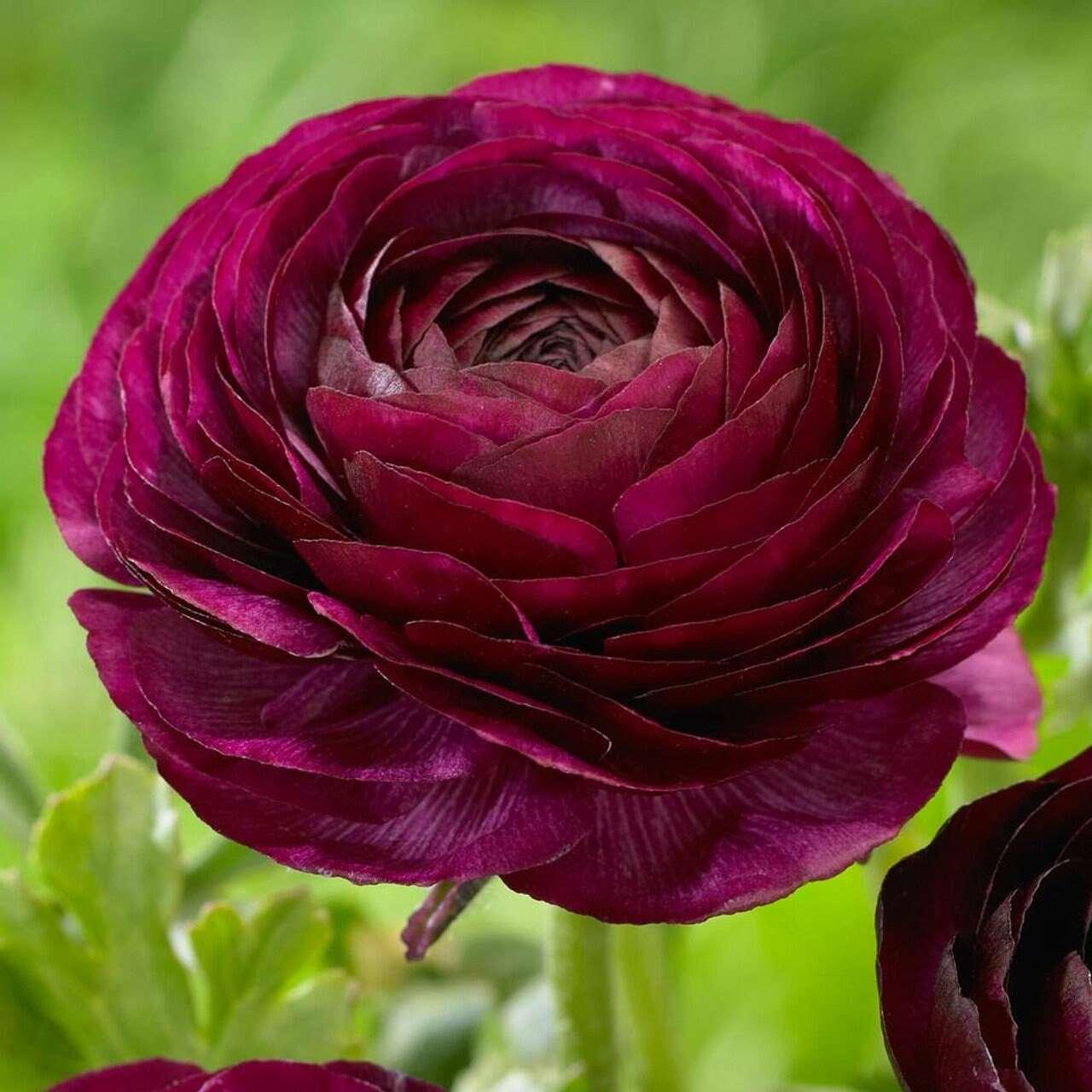 Ranunculus Tomer Purple - Image 4