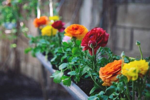 Ranunculus Tomer Yellow - Image 3