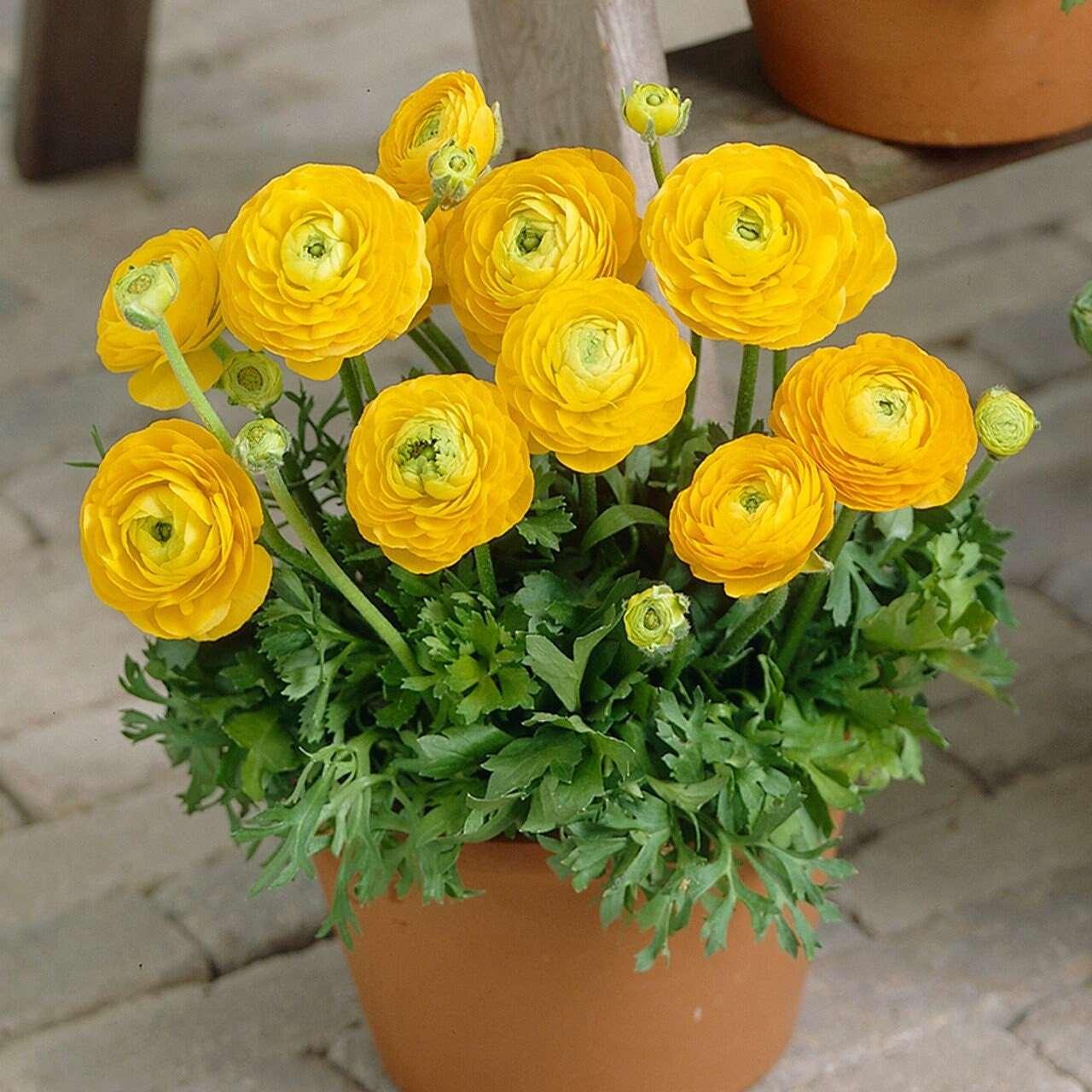 Ranunculus Tomer Yellow - Image 5