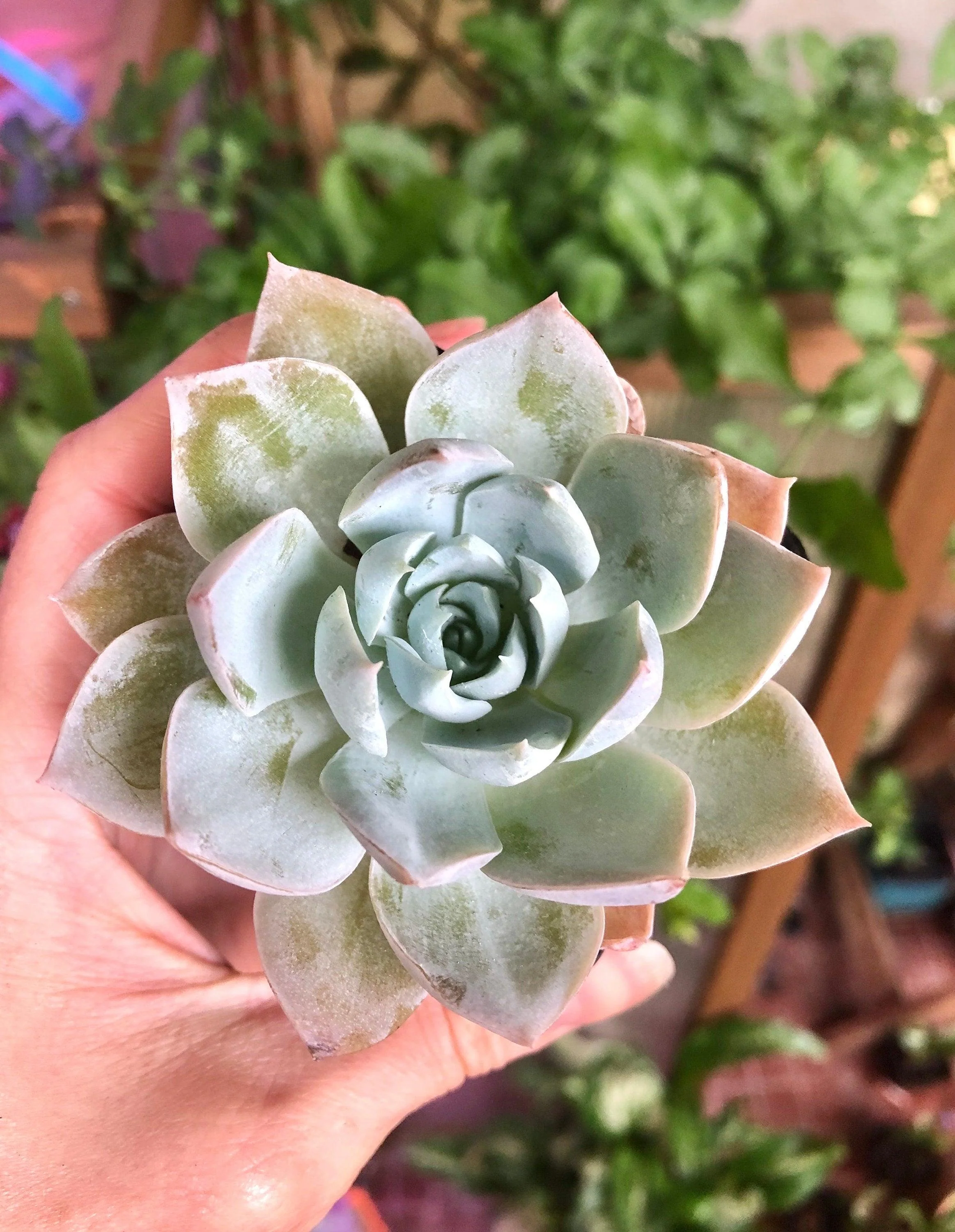Sedum Suavolens - Image 3