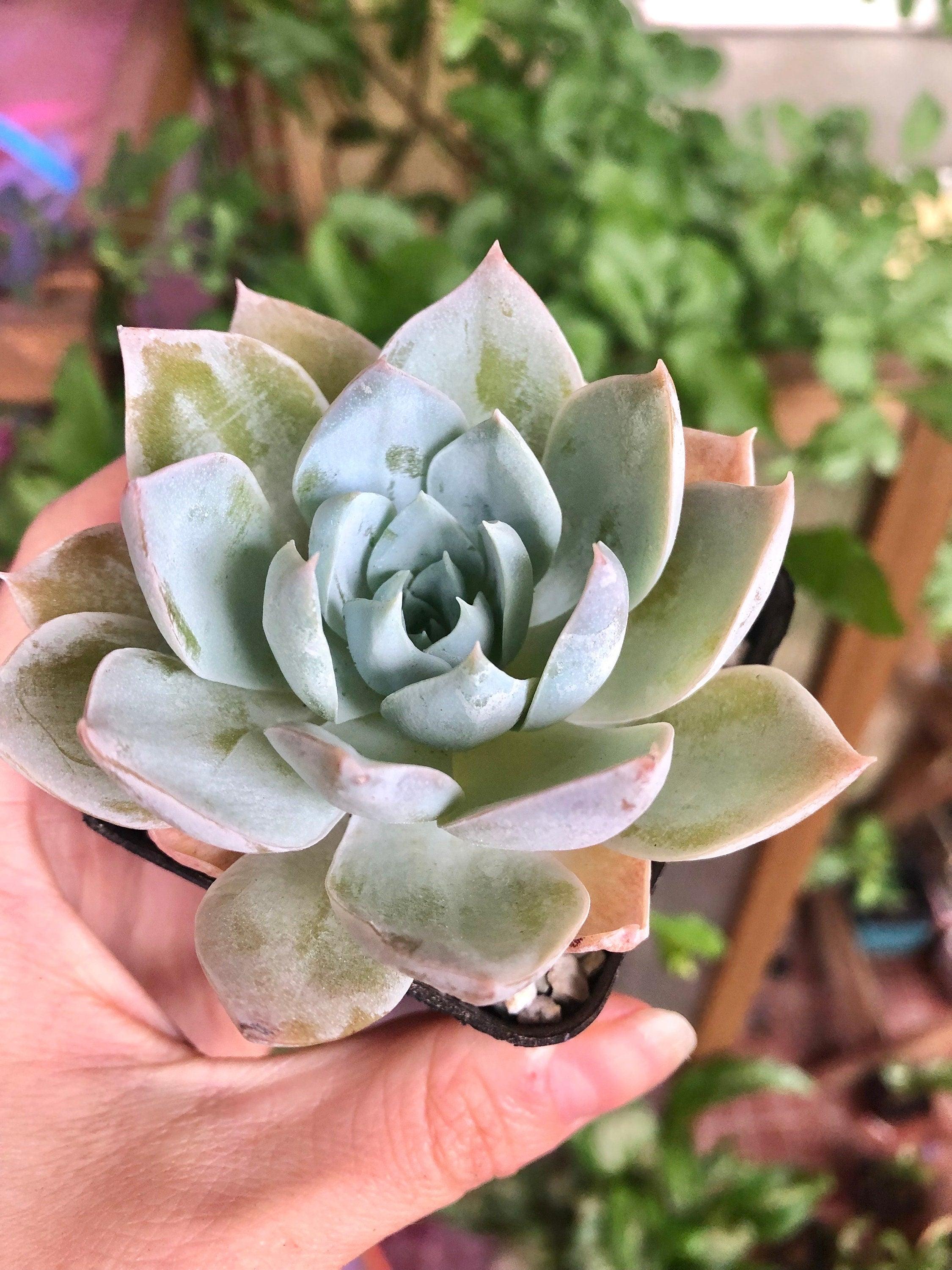 Sedum Suavolens - Image 4