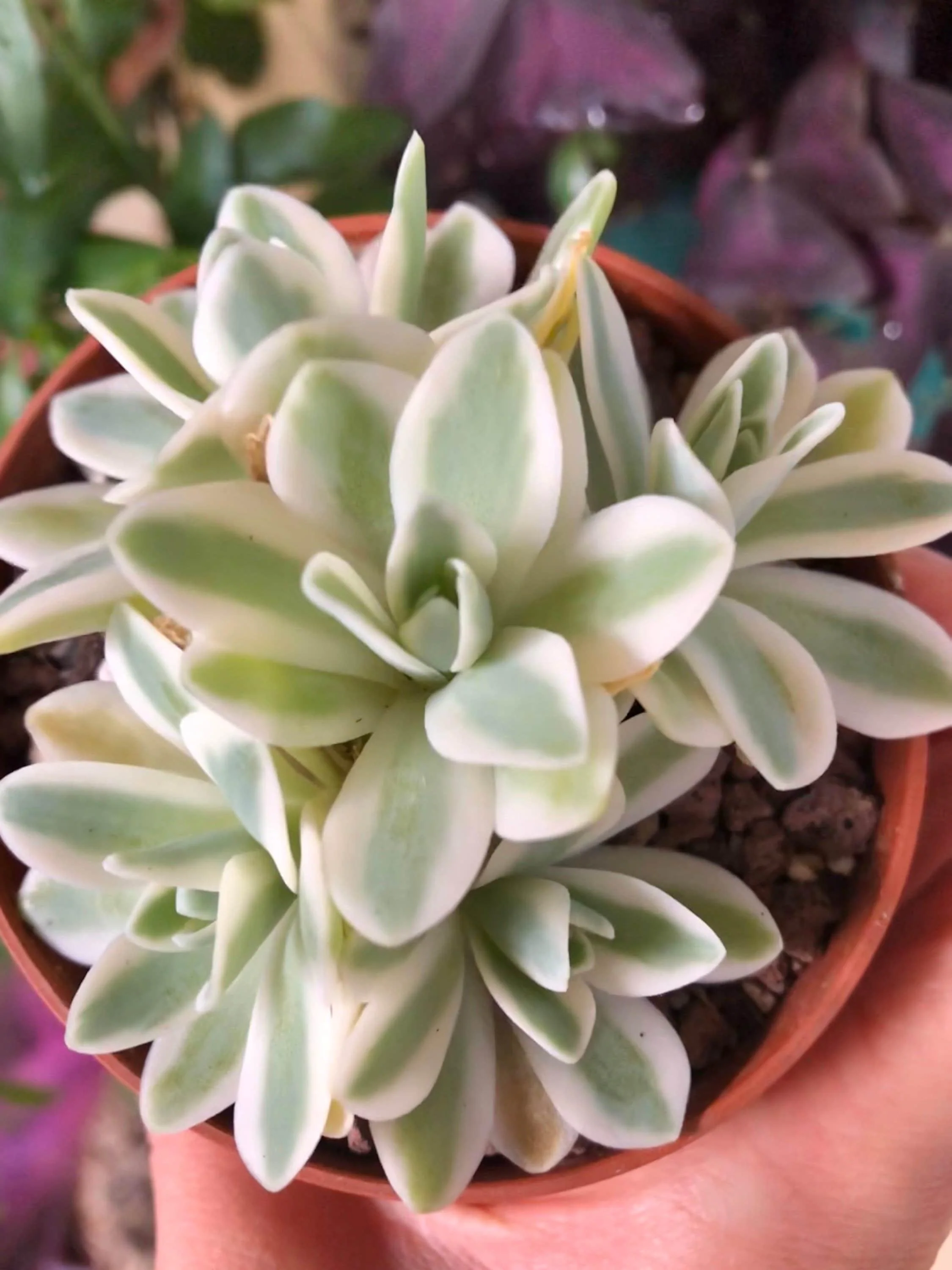 Sedum Treleasei Variegata - Image 3