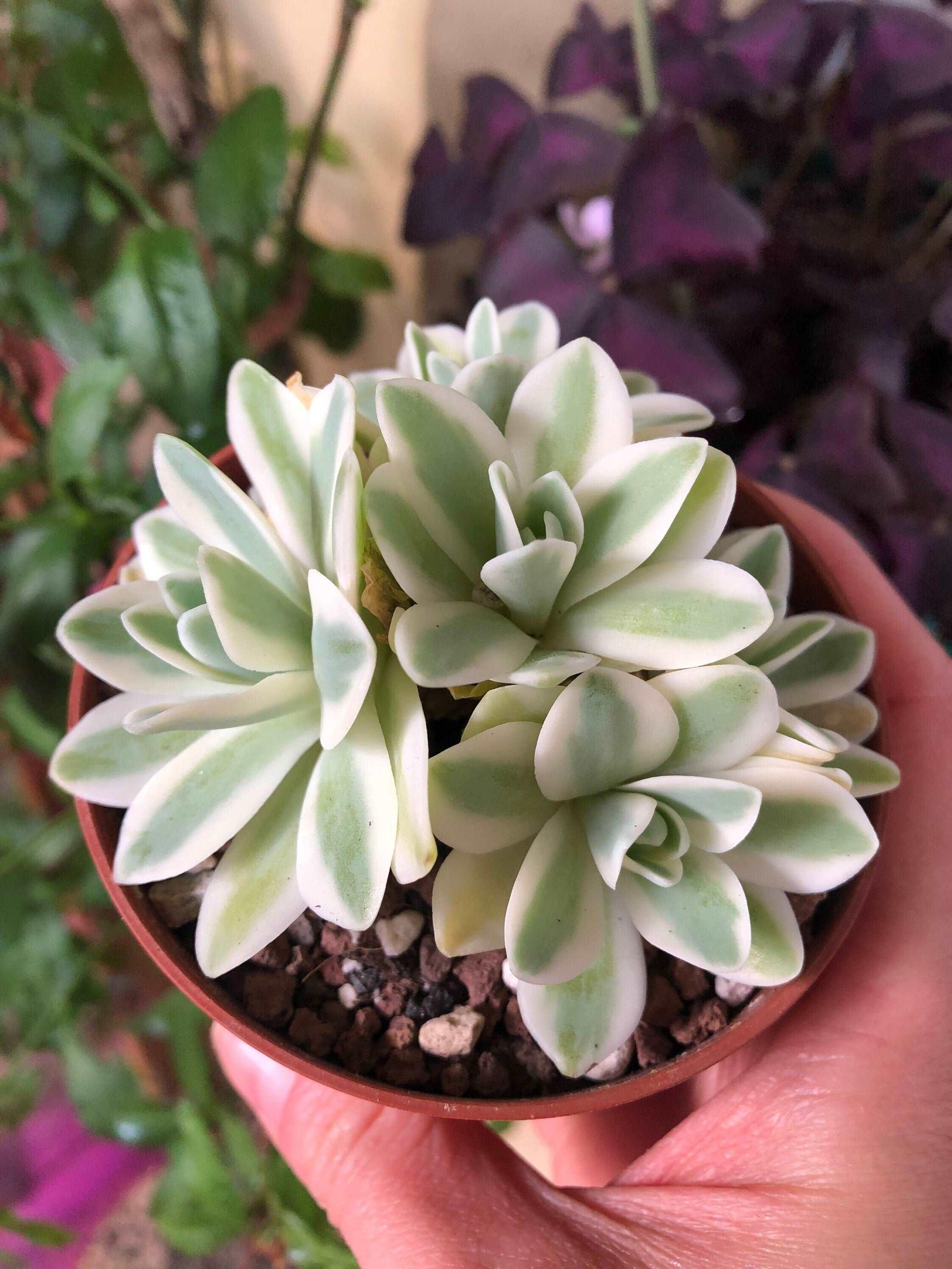 Sedum Treleasei Variegata - Image 4