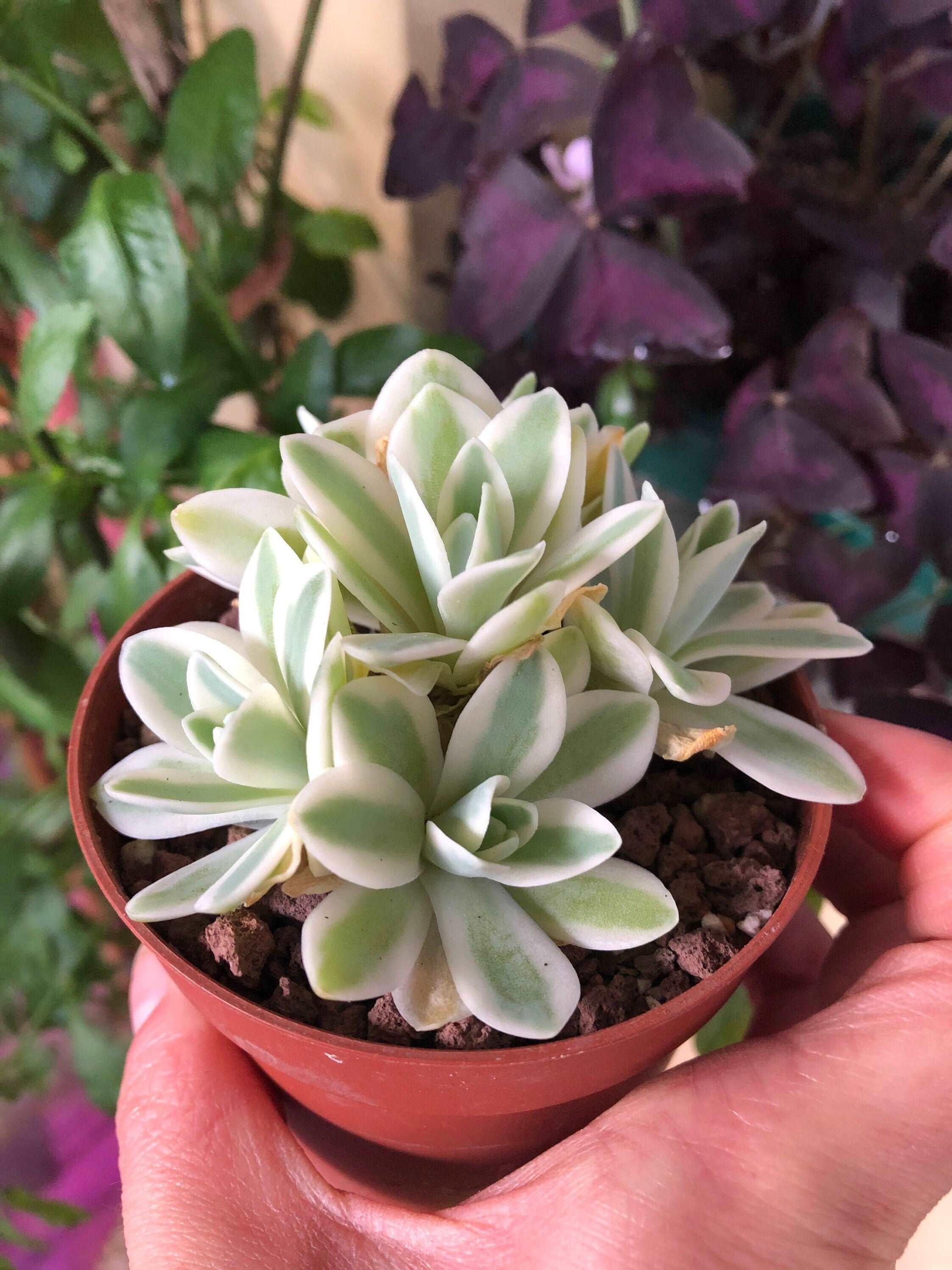 Sedum Treleasei Variegata - Image 5