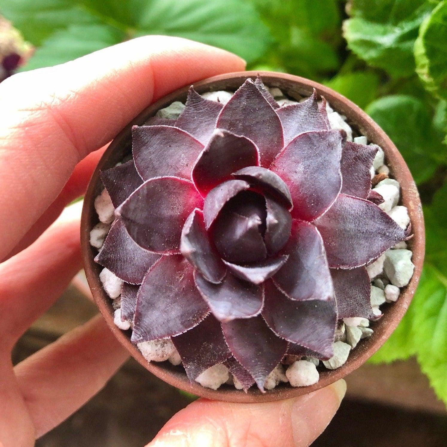 Sempervivum "Purple"