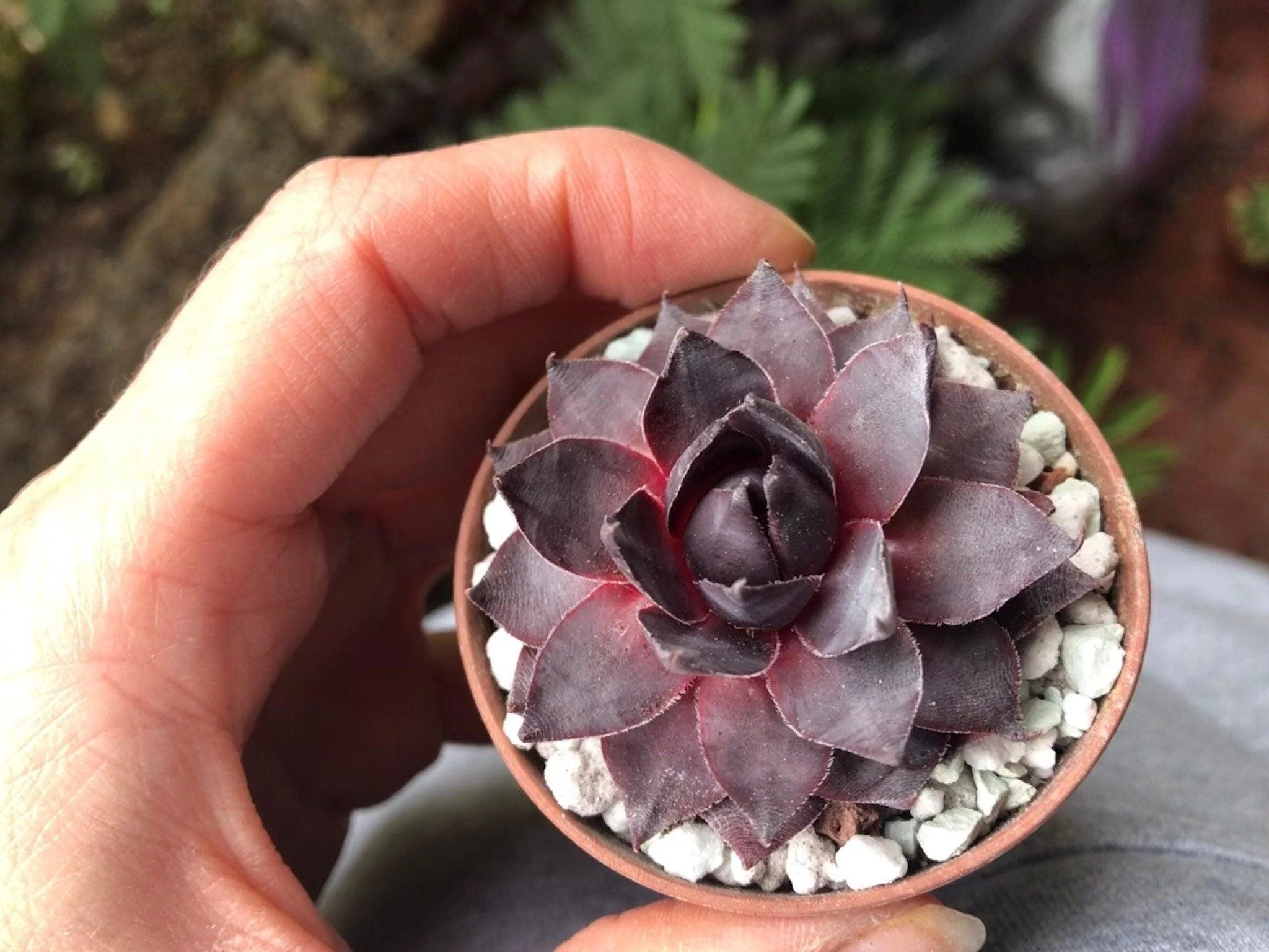 Sempervivum "Purple" - Image 2