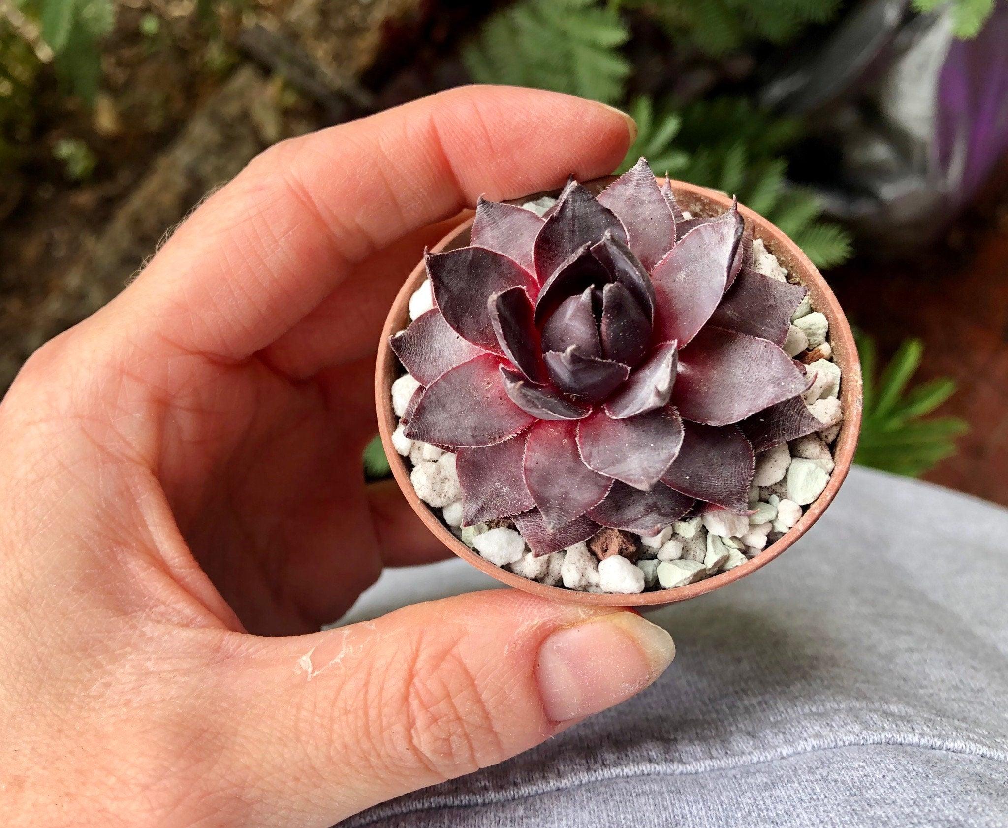 Sempervivum "Purple" - Image 3