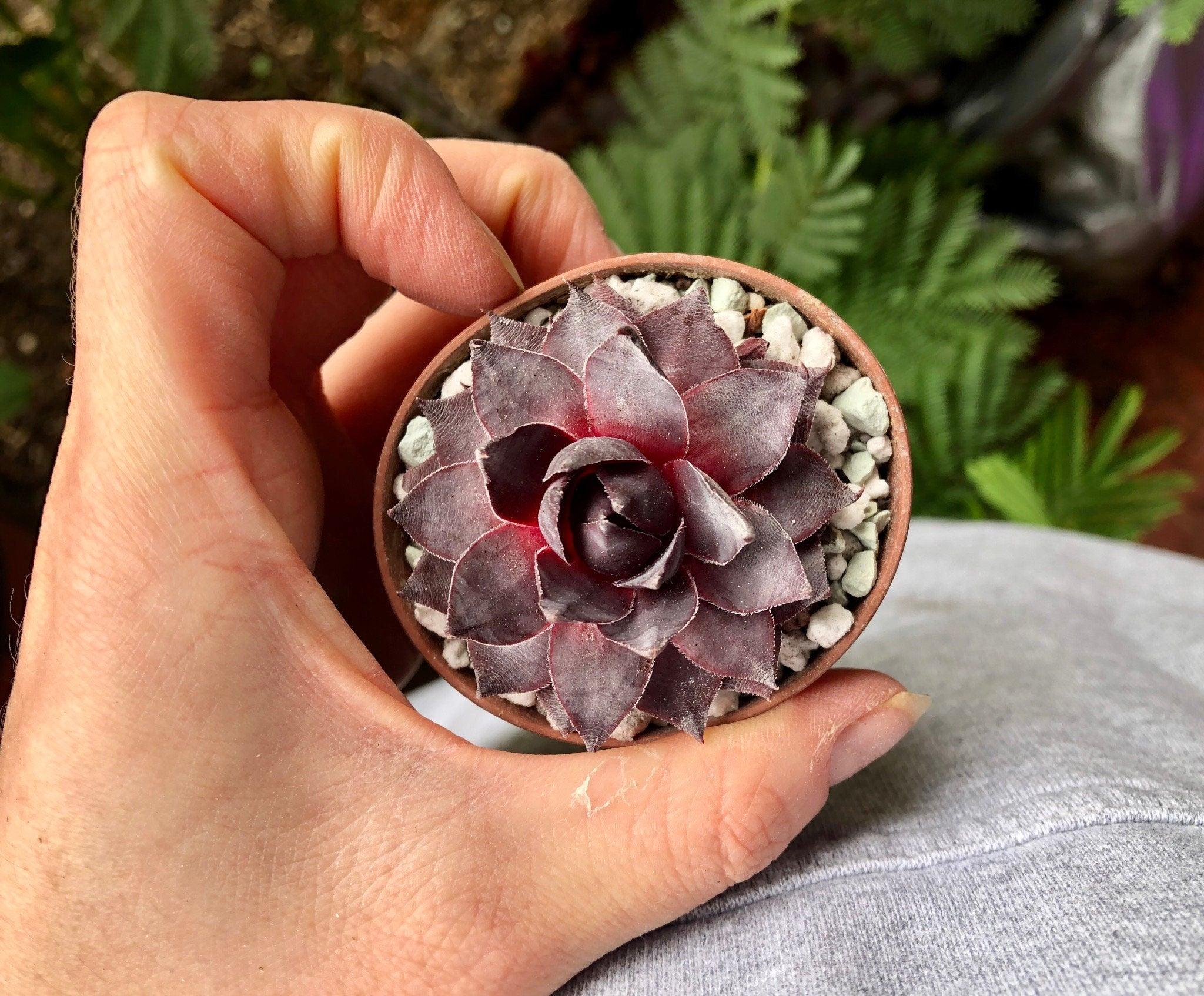 Sempervivum "Purple" - Image 4