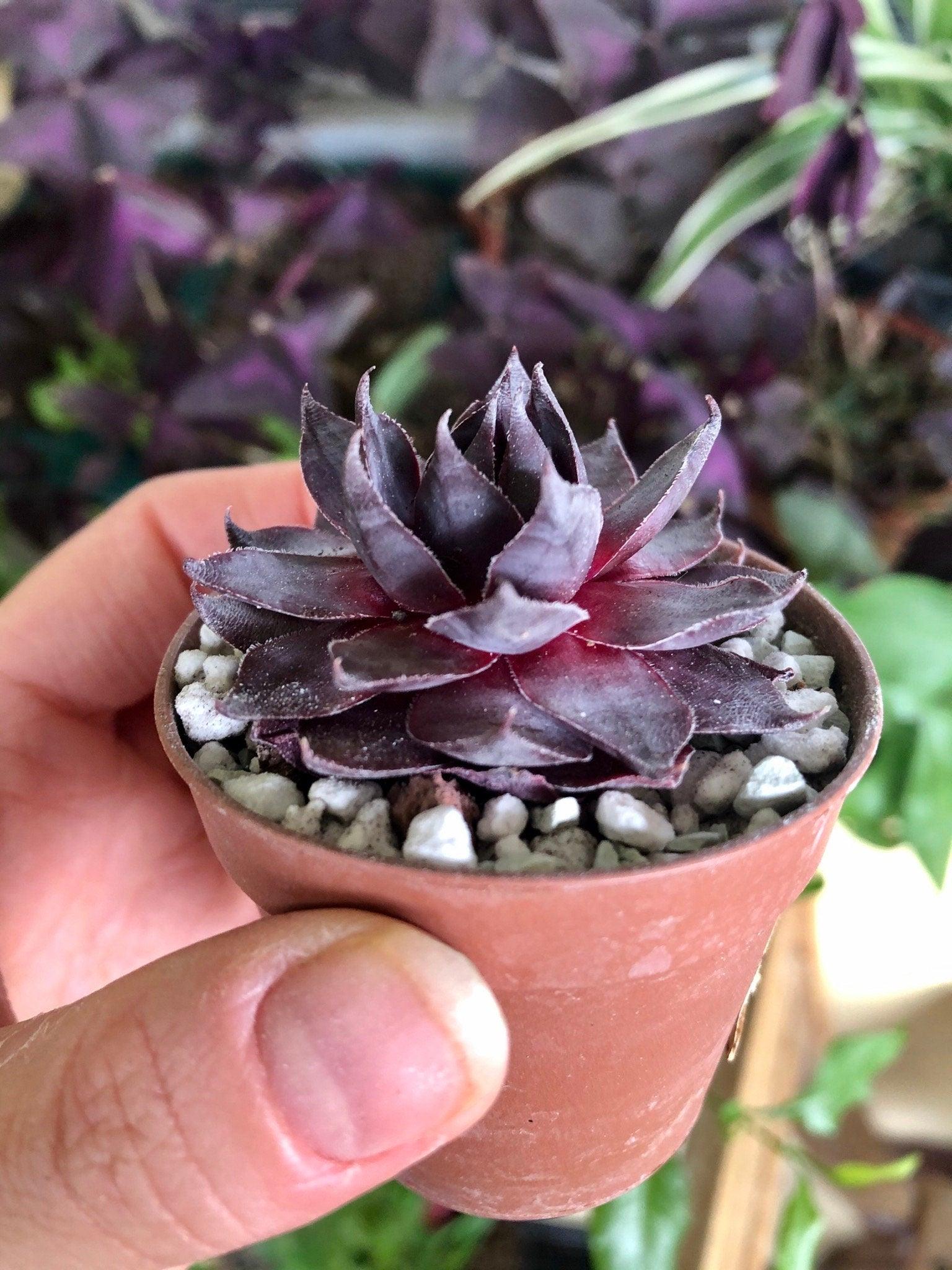 Sempervivum "Purple" - Image 5